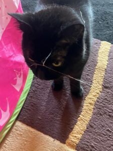 Black cat with a cobweb on her head