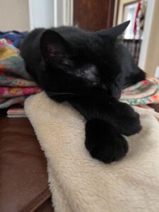 Head and paws of black cat napping with paws stretched out in front of the head.
